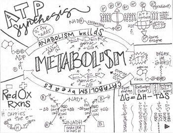 Preview of Metabolism Sketch Notes