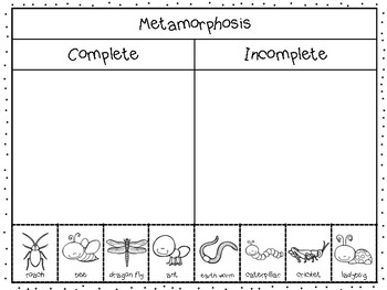 Complete And Incomplete Metamorphosis By Adventures Of A Classroom Teacher