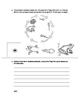 Metamorphosis Assessment by The Science Coach | TPT