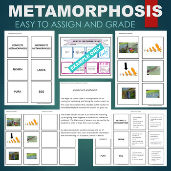 Metamorphosis (Complete Larva Pupa) Sort Match STATIONS Activity
