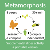 Metamorphosis Life Cycle activities