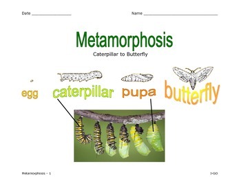 Preview of Metamorphosis - Life of a Butterfly - Illustrated Graphic Organizer