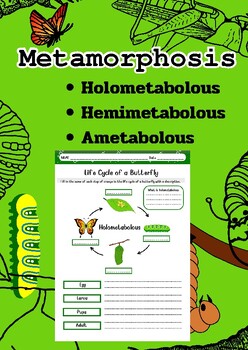 Preview of Metamorphosis worksheet| Life Cycle for Elementary school child