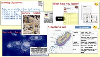 Preview of Micro organisms - 3. Bacteria & Antibiotics (PowerPoint, Worksheets and Videos)