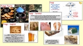 Micro organisms - 5. Fungi (PowerPoint, Worksheets and Videos)