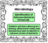 Microbiology- Identifying Bacterial Unknowns Virtual Lab a