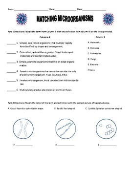 Preview of Microorganisms Worksheet