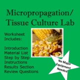 Micropropagation/Tissue Culture Lab Worksheet