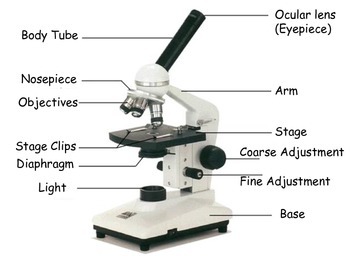 Microscope Basics PowerPoint Presentation by Lori Maldonado | TpT