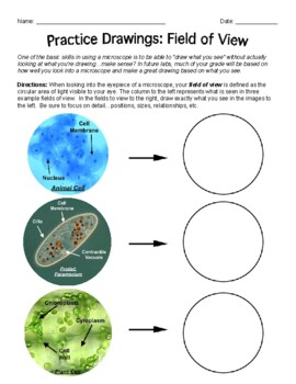 Preview of Microscope Field of View Practice Drawings | Colorful, Labeled Paramecium, cells