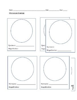 Preview of Microscope Slide Drawings Worksheet