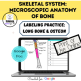 Skeletal System: Long Bone and Osteon Labeling Practice | No Prep
