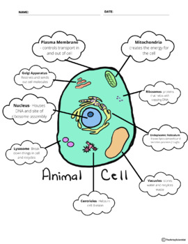 school animal cell and phrases