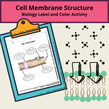 Preview of Middle School Biology: Structure of the Plasma Membrane (Phospholipid Bilayer)