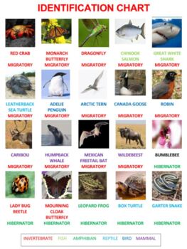 Migration and Hibernation Animals Bingo by Ah - Ha Lessons | TpT