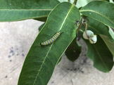 Milkweed Plant With Monarch Caterpillar