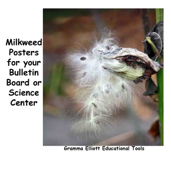 Preview of Milkweed SEM Images for Digital Viewing and Printable Posters