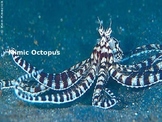 Mimic Octopus - Power Point - Information Facts Pictures