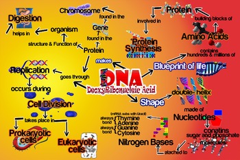 Preview of Mind Map for DNA