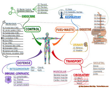 Preview of Mind Map the Human Body: Template and Answer Key
