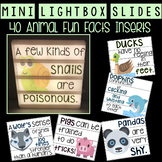 Mini Lightbox Slides - Animal Fun Facts!