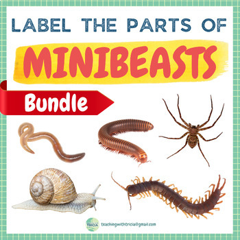 Preview of Minibeast Anatomy BUNDLE - Centipede, Millipede, Earthworm, Snail, Spider