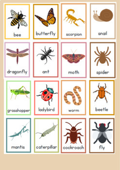 Minibeasts Insects Bugs Spiders Word Cards for Display by Teacherrry