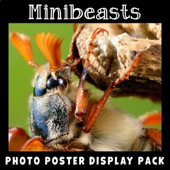 Preview of Insects and Bugs | Real Photos | Science Posters