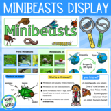 Minibeasts Bulletin Board Display (Bugs, Creepy Crawlies, 