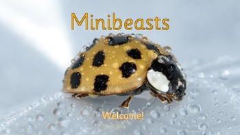 Preview of Minibeasts slideshow/pdf