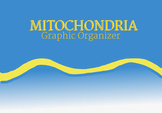 Mitochondria Graphic Organelles