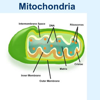 Preview of Mitochondria Structure