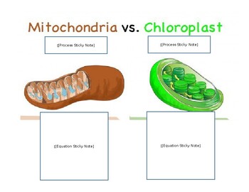 how do chloroplasts and mitochondria work together