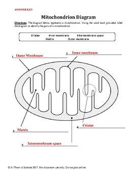 Mitochondrion & Cellular Respiration Diagram Worksheet by A-Thom-ic Science
