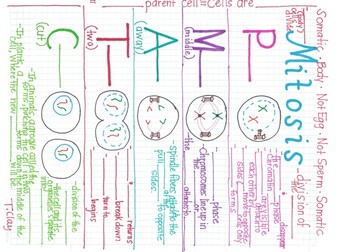 Mitosis Chart