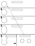 Mitosis Blank Worksheet