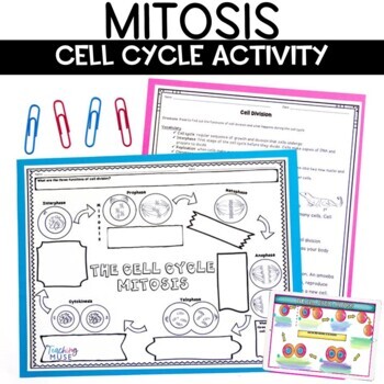 Preview of Mitosis Cell Cycle Activity