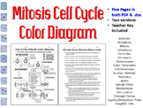 Mitosis Cell Cycle Color Diagram