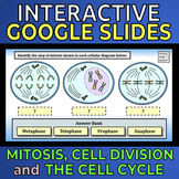 Mitosis, Cell Division, and The Cell Cycle -- Interactive 