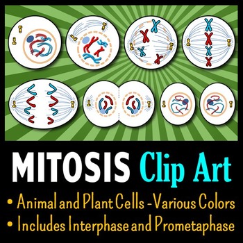 Preview of Mitosis Clip Art - Animal and Plant Cells {Commercial and Personal Use}