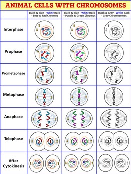 stages of mitosis in an animal cell