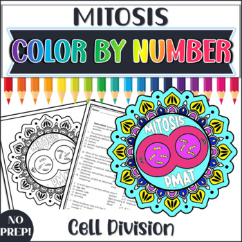 Mitosis Color by Number| Cell Division| Biology Review Worksheet Activity