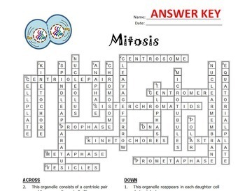 Mitosis Crossword {Editable} by Tangstar Science TpT