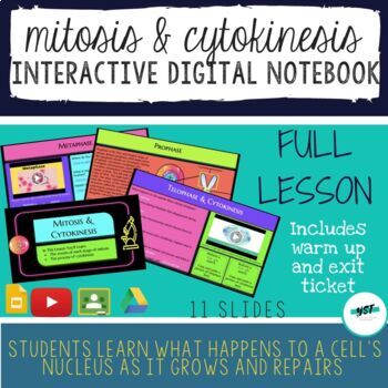 Preview of Mitosis & Cytokinesis Interactive Digital Notebook