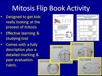 Preview of Mitosis Flip Book Activity - Hands-on Assessment