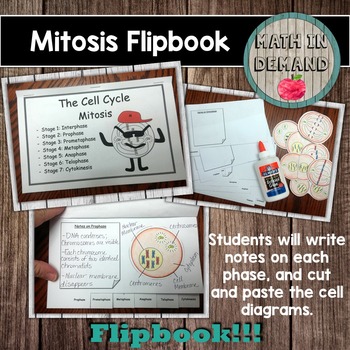 mitosis flip book metaphase flip book