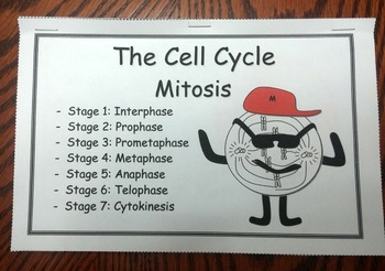 mitosis flip book 12 pages