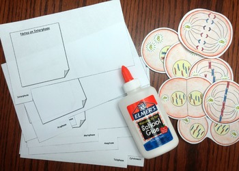 mitosis phases flip book