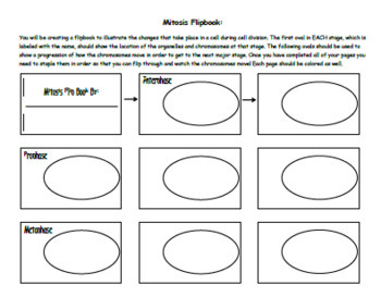 cell division and mitosis flip book list of events