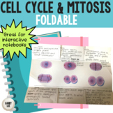 Cell Cycle Foldable